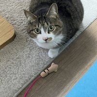 「猫の手」じゃらしとキジ白猫