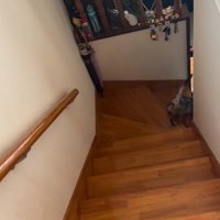 階段を降りていく猫