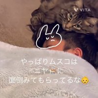 カメラ目線の猫