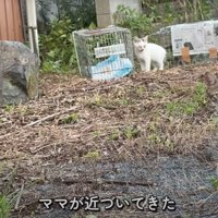 投稿者の車に近づいてくるキジ白猫