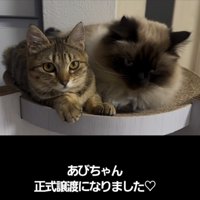 爪とぎの上に乗る2匹の子猫
