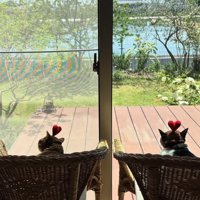 ハートの帽子をかぶって椅子に座っている2匹の猫の後ろ姿