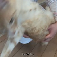 人のひざから降りる猫