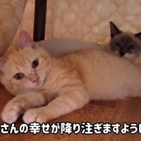 寝そべる子猫