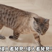 テロップ「侵入者発見！～」