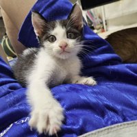 カメラを見つめる子猫