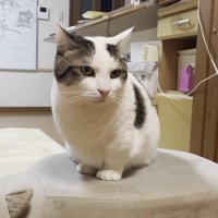 サイ型の椅子に前足をそろえて座る豆大福くん