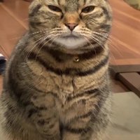 片手を上げる猫