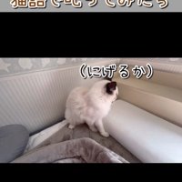 逃げようとする猫