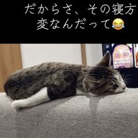 遠くを見つめる猫の写真