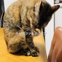 テーブルの上で顔を洗う保護猫
