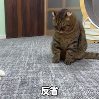 つむぎくんが反省