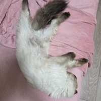 足を大きく開いて寝転がる猫