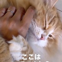 飼い主の手に抱きついている猫「ここは天国ですか？」