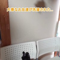 ぬいぐるみを見上げる子猫