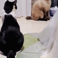 警戒し合うシャム猫とハチワレ猫
