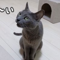 パパにお返事ハムちゃん