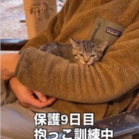 人に抱かれている子猫