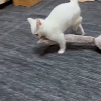 ものを運ぶ子猫