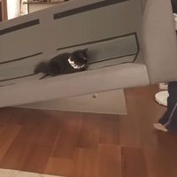 ソファの上の猫