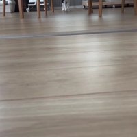 ボール遊びをする猫
