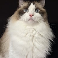 キリっとした表情のラグドール