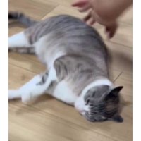 寝転がっている猫