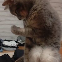 左手を見る猫