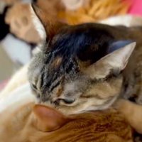 茶トラ猫の耳に顔を近づける麦わら猫
