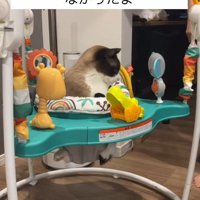 赤ちゃんのおもちゃで遊ぶ猫