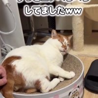 リラックスしている猫