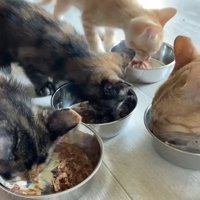 ごはんを食べる子猫たちと成猫
