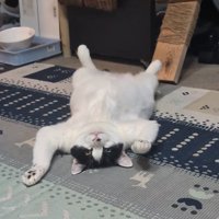 右前足を軽く浮かせながらへそ天している猫