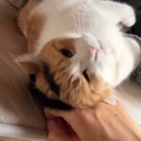 手に擦り寄って