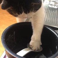 左前足を開きながらしゃもじを触っている猫