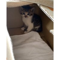 箱に入っている猫