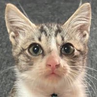 綺麗な身なりになった子猫