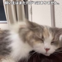 飼い主の頭を前足で抱きしめる猫