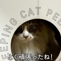 段ボールハウスへ避難