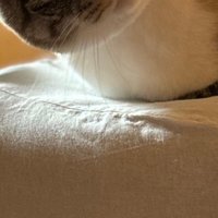 ソファーに座っている猫