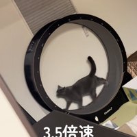 楽しそうな猫