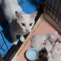 ケージの中の猫