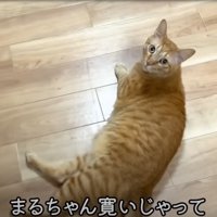 床に寝そべる茶トラ猫