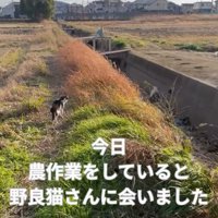 振り向く猫