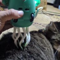 くつろいでいた猫