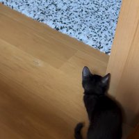 柱に隠れる子猫2