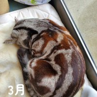 丸くなって寝る猫