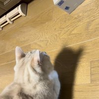 貯金箱の音にびっくりするスコティッシュフォールド