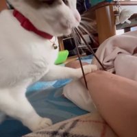 人の腕を前足で押さえる猫