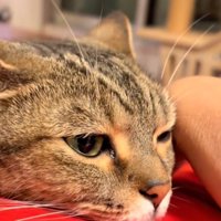 甘える猫